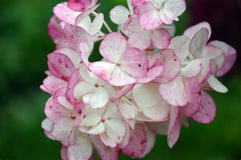 Hydrangea Flowers Garden Free Photo On Pixabay Pixabay