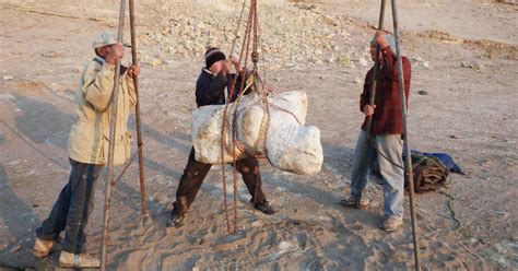 Descubren nueva especie de ballena gigante El animal más grande de