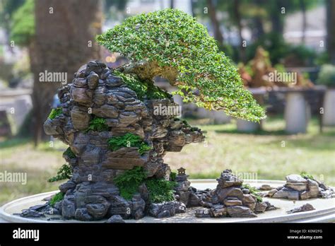 Bonsai Penjing Vietnam Aneka Ragam Bentuk Bonsai