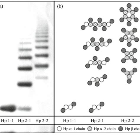 The D Electrophoretic Map Of Human Plasma Proteins The Circles