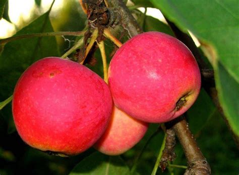 Яблоня крупноплодная Милена