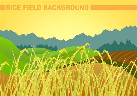 Rice Field Background Vector 107972 Vector Art at Vecteezy