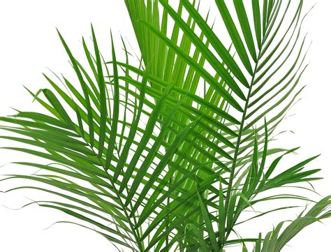 Costa Farms Plants With Benefits Live Plant Green Majesty Palm Plant In