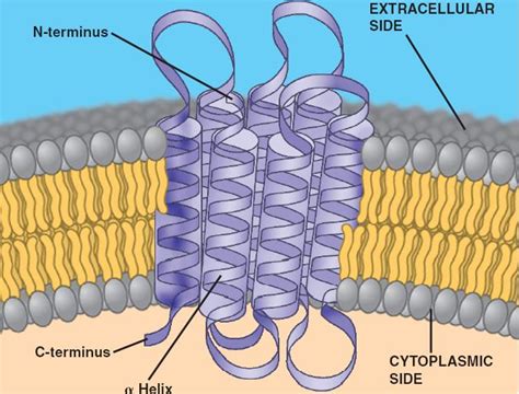 Transmembranehtml 0708transmembraneprotein
