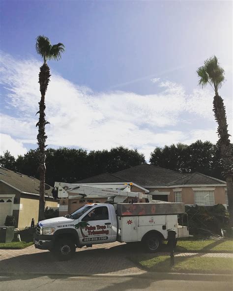 Palm Tree Trimming