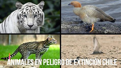 Programa De Preservación Y Conservación Para Especies En Peligro De