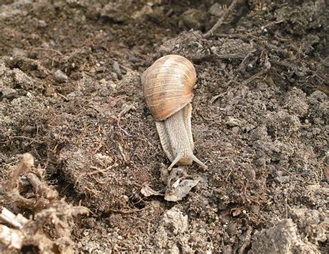 Snail In Motion Stock Image Image Of Snail Earth Ground 23898169