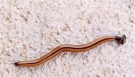 Нематоды в аквариуме: причины, описание, виды, методы борьбы, профилактика