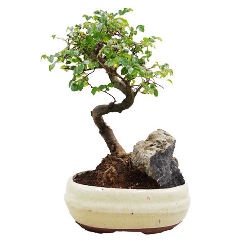 Shop Miyagi Bonsai