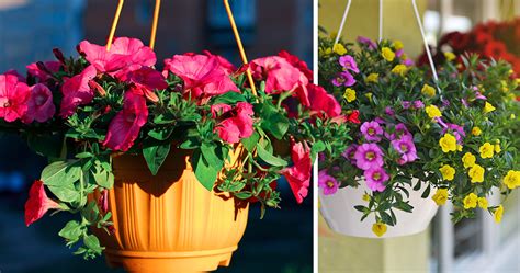 5 Växter För Dig Som Glömmer Att Vattna Allas