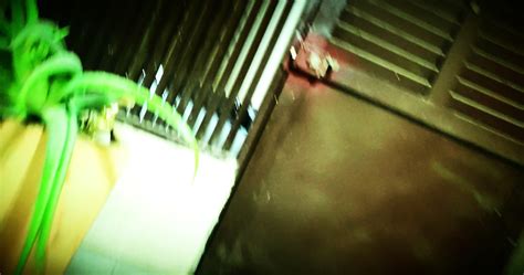 THROAT FUCK A COLOMBIAN MIDGET