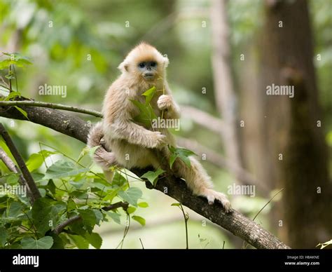 Golden Snub Nosed Monkey Rhinopithecus Roxellana Juvenile Foraging