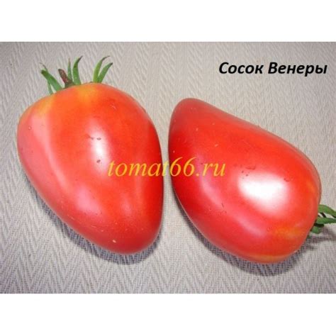 Сосок Венеры