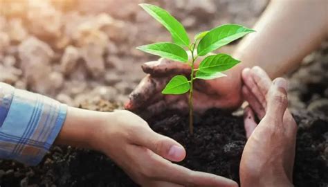 Restauração Ecológica Impulsionando a Biodiversidade e Equilibrando o