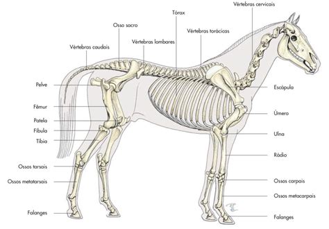 Anatomia De Um Cavalo - Pin de Julia Rigoni em Vet juca em 2024 | Anatomia cavalo, Medicina ...