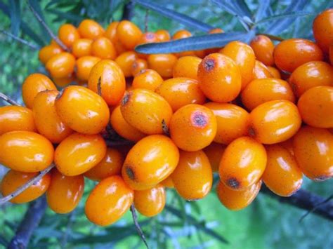 Чем полезна облепиха?