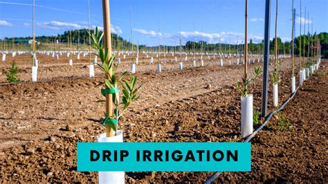 Drip Irrigation Types Uses And Advantages Construction How 2022