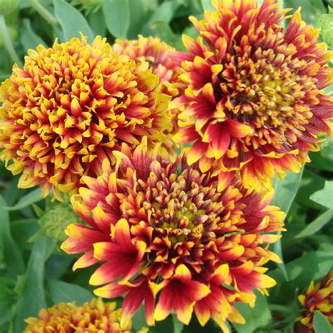 Гайлардия Лоренциана на клумбе (73 фото) - фото - картинки и рисунки ...