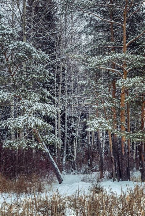 Winter snowy pine forest stock photo. Image of nature - 133878816