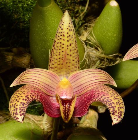 Bulbophyllum Sumatranum Bataanense