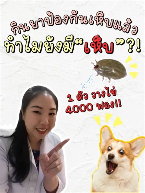 ⚠️กินยาป้องกันเห็บหมัด🐶 แต่ทำไมยังมี “เห็บ” อยู่อีก⁉️ มีวิธีแก้มาบอก📣