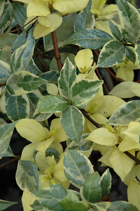 Variegated Confederate Star Jasmine Trachelospermum Jasminoides