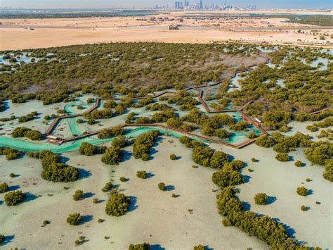 Why the UAE is focusing on mangrove conservation | AGBI