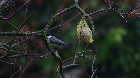 Tits Feeding Youtube