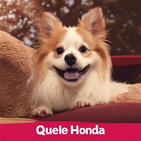 What Does Que Honda Mean In English Automovil