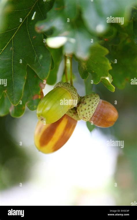 Acorns English Oak Quercus Robur On The Tree With Leaves In The