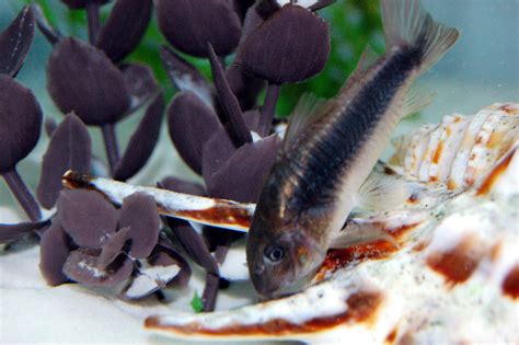 Corydoras | Fish pet, Pets, Animals