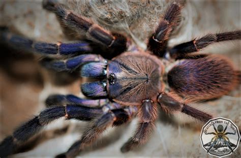 Orphnaecus Sp Blue Panay Blue Panay Earthtiger 3fh 1cm