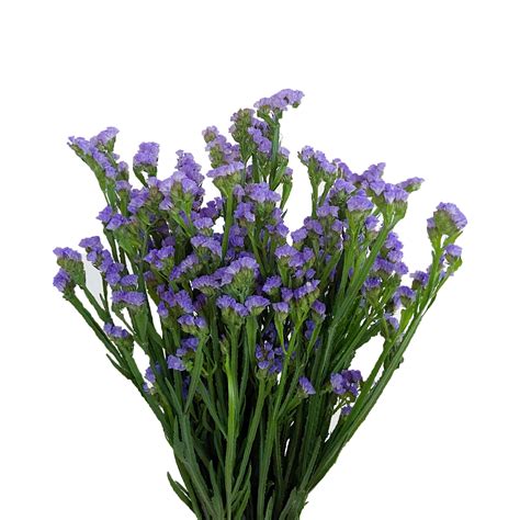 Statice Light Purple ( Half Bundle ) – Floralife Sdn Bhd