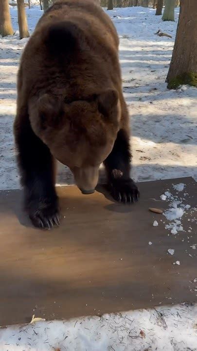 Медведь Том катается. - YouTube