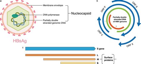 The Molecular And Structural Basis Of Hbv Resistance To Nucleostide