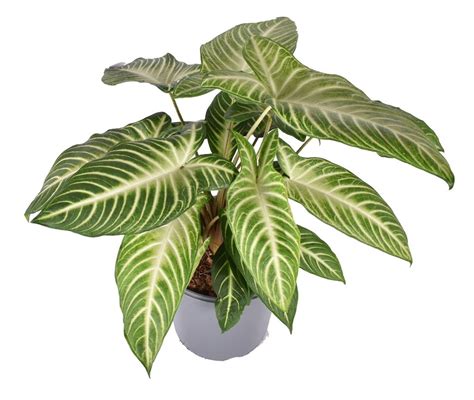 Xanthosoma lindenii — Plant Wholesale FlorAccess