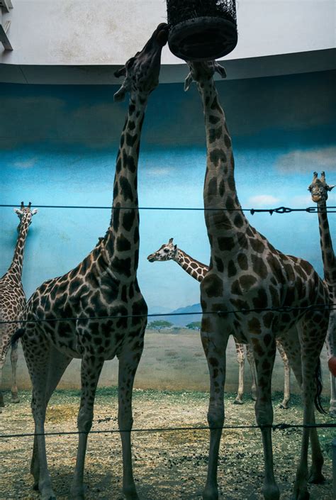 How Many Dangerous Animals Escape The Zoos Every Year Statistics