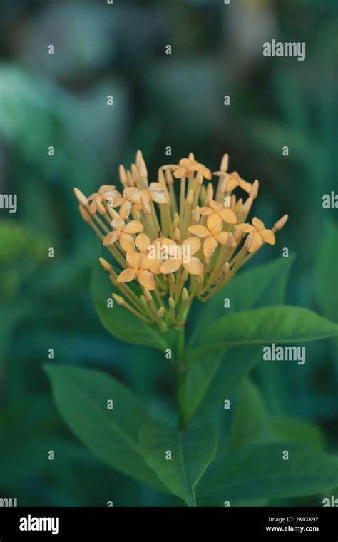 Yellow Ixora Closeup Ixora Flower Growing In Garden Stock Photo Alamy