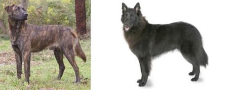 treeing tennessee brindle  belgian shepherd breed comparison