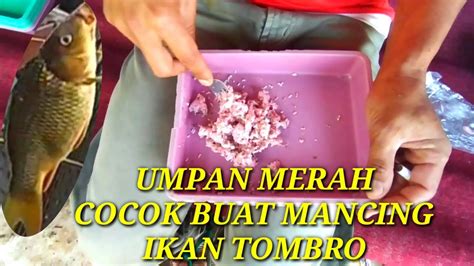 Umpan Merah Beraksi Kuras Ikan Mancing Di Empang Youtube