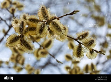 Yellow Pussy Willow Branches In Spring Nature Stock Photo Alamy