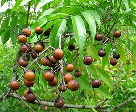 Herbalism Rudraksh Plant Rudraksah Shivaksha Shivapriya Utrasum Bead