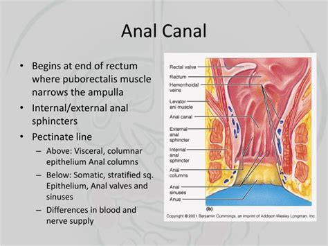 PPT Colon Rectum Anal Canal PowerPoint Presentation ID 705811