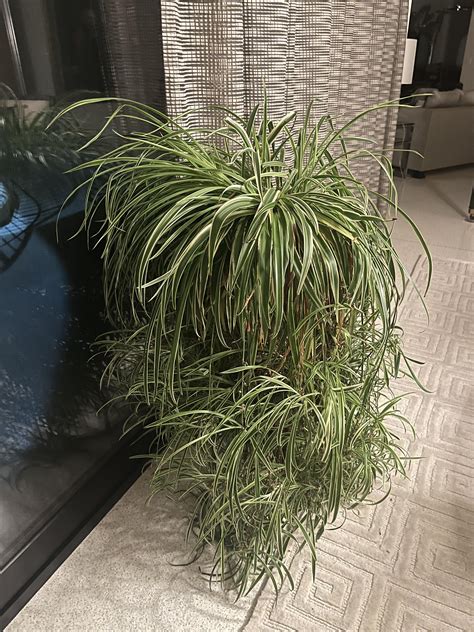 My grandma’s spider plant (again!) : r/gardening