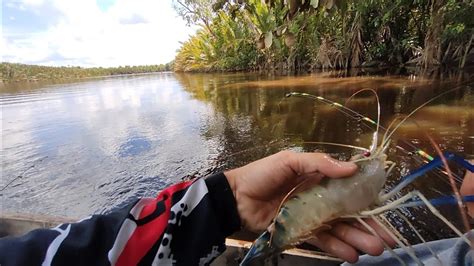 Umpan Pemikat Saat Mancing Udang Galah Membuat Udang Galah Menjadi