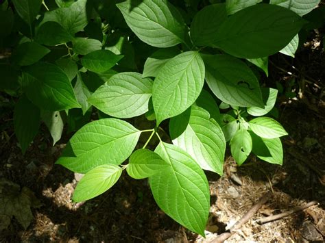 Растения Южного Урала — Форум — Ботаничка