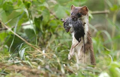 Animal de l’année 2018: l’hermine | Pro Natura