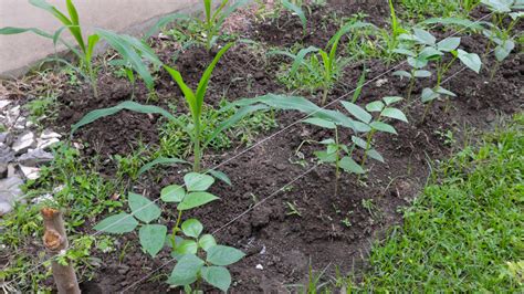 What Is Intercropping And Why Should You Keep It In Mind When Gardening