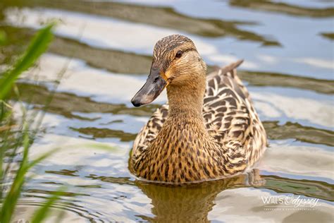 Mallard Duck — Will's Odyssey