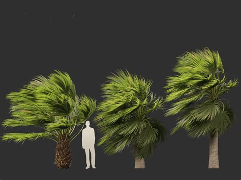 Brahea Armata Mexican Blue Palm 02 3d Model By 3dgardenplants